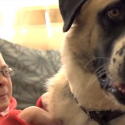This Little Boy Has a Rare Muscle Condition and Lives with Intense Pain. Then He Met this Wonderful Dog.